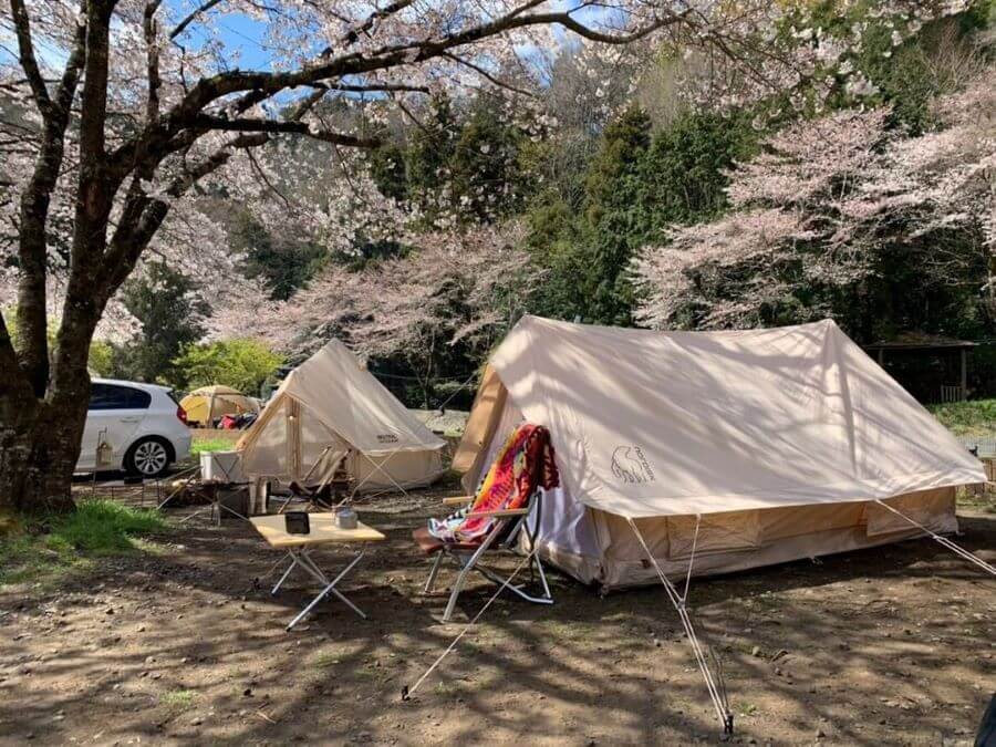 桜とテント