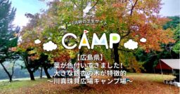 【広島県】葉が色付いてきました！大きな銀杏の木が特徴的～川真珠貝広場キャンプ場～